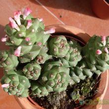Una foto de Euphorbia ritchiei subsp. nyambensis