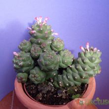 Una foto de Euphorbia ritchiei subsp. nyambensis