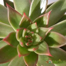 Una foto de Echeveria agavoides 