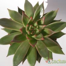 Una foto de Echeveria agavoides 