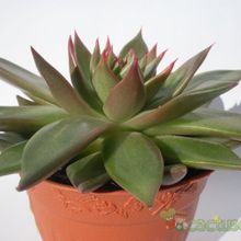 Una foto de Echeveria agavoides 