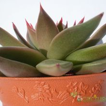Una foto de Echeveria agavoides 