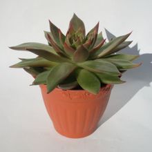 Una foto de Echeveria agavoides 