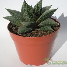 A photo of Aloe aristata