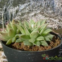 A photo of Graptopetalum filiferum