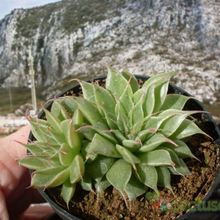 A photo of Graptopetalum filiferum