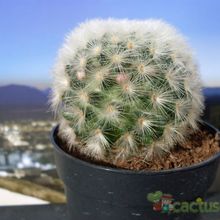 A photo of Mammillaria carmenae