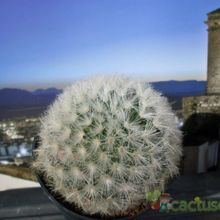 A photo of Mammillaria carmenae