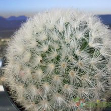 A photo of Mammillaria carmenae