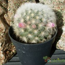 A photo of Mammillaria carmenae