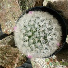 A photo of Mammillaria carmenae