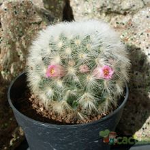 A photo of Mammillaria carmenae