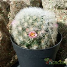 A photo of Mammillaria carmenae