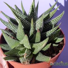 Una foto de Haworthia fasciata cv. concolor
