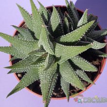 Una foto de Haworthia fasciata cv. concolor