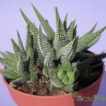 Una foto de Haworthia fasciata cv. concolor