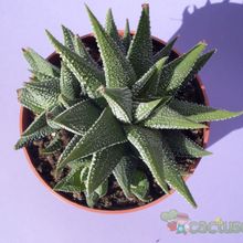 Una foto de Haworthia fasciata cv. concolor