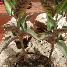 A photo of Kalanchoe daigremontiana  