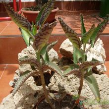 A photo of Kalanchoe daigremontiana  