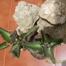 A photo of Kalanchoe daigremontiana  