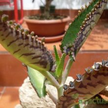 A photo of Kalanchoe daigremontiana  