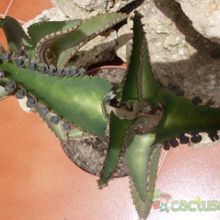 A photo of Kalanchoe daigremontiana  