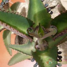 A photo of Kalanchoe daigremontiana  