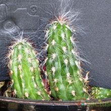 A photo of Oreocereus celsianus
