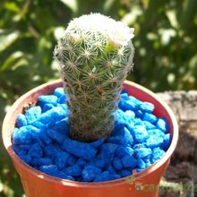 A photo of Mammillaria schiedeana ssp. giselae
