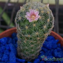 A photo of Mammillaria schiedeana ssp. giselae