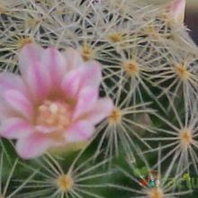 A photo of Mammillaria schiedeana ssp. giselae