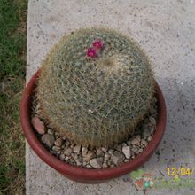 A photo of Mammillaria muehlenpfordtii