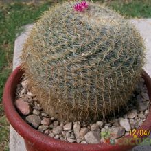 A photo of Mammillaria muehlenpfordtii