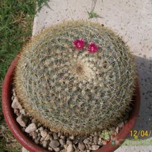 A photo of Mammillaria muehlenpfordtii