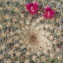 A photo of Mammillaria muehlenpfordtii
