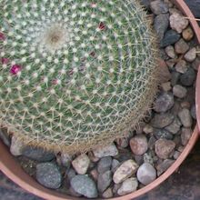 A photo of Mammillaria muehlenpfordtii