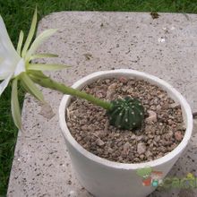 Una foto de Echinopsis subdenudata