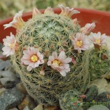 A photo of Mammillaria schiedeana ssp. giselae