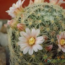 A photo of Mammillaria schiedeana ssp. giselae