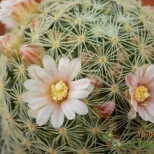 A photo of Mammillaria schiedeana ssp. giselae