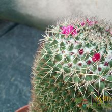 Una foto de Mammillaria rhodantha ssp. rhodantha