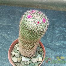Una foto de Mammillaria rhodantha ssp. rhodantha