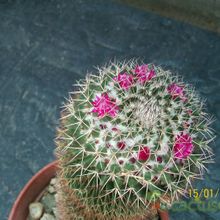Una foto de Mammillaria rhodantha ssp. rhodantha