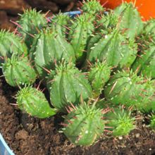 Una foto de Euphorbia aggregata