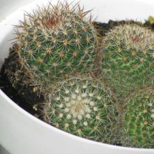 Una foto de Mammillaria rhodantha ssp. rhodantha
