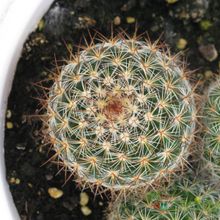 Una foto de Mammillaria rhodantha ssp. rhodantha