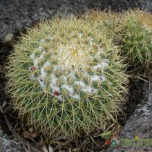 Una foto de Mammillaria polythele ssp. obconella