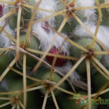Una foto de Mammillaria polythele ssp. obconella