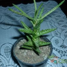 A photo of Aloe juvenna
