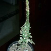 Una foto de Opuntia monacantha fma. variegada monstruosa